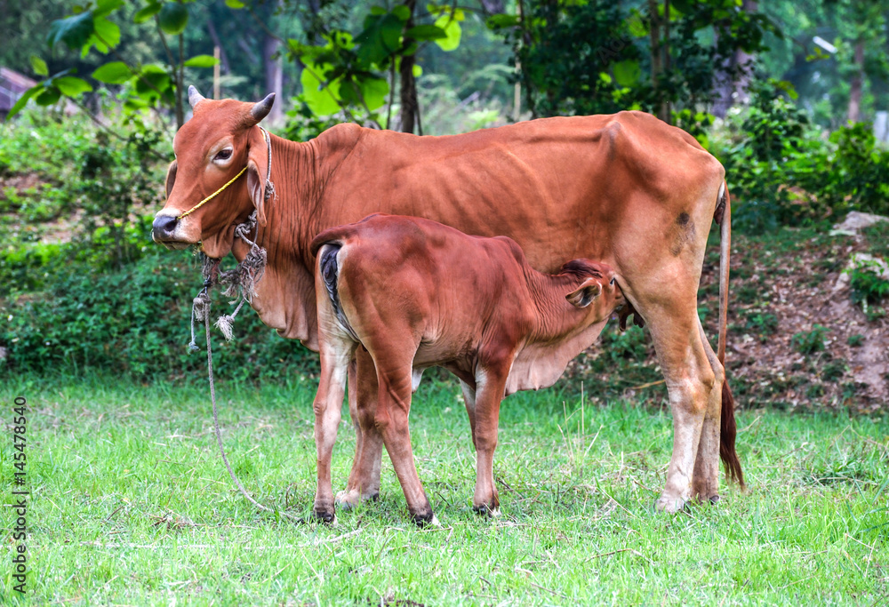 Young calf sucking up milk from the mom cow Young calf sucking up milk from the mom cow