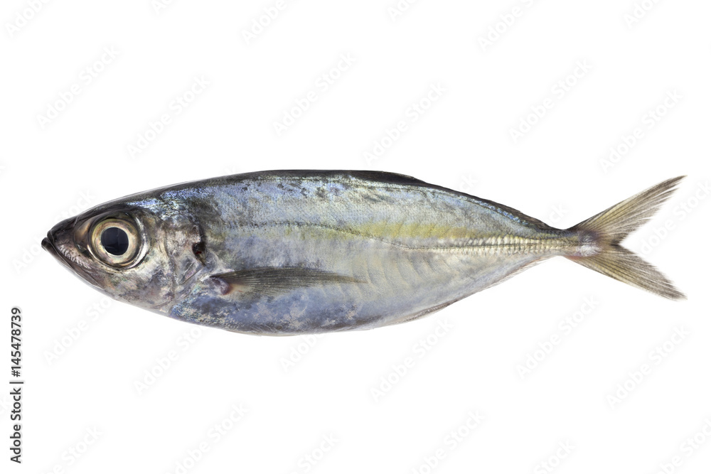 Selar crumenophthalmus ,Bigeye scad ,fish isolated on white background Selar crumenophthalmus ,Bigeye scad ,fish isolated on white background