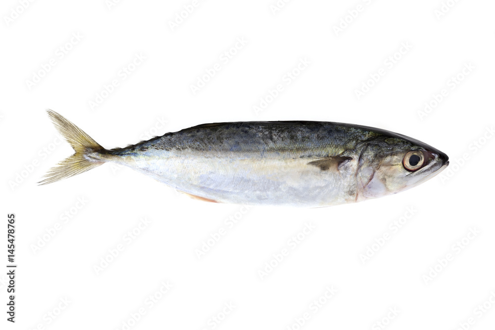 Indian Mackerel Fish isolated on white background. Indian Mackerel Fish isolated on white background.