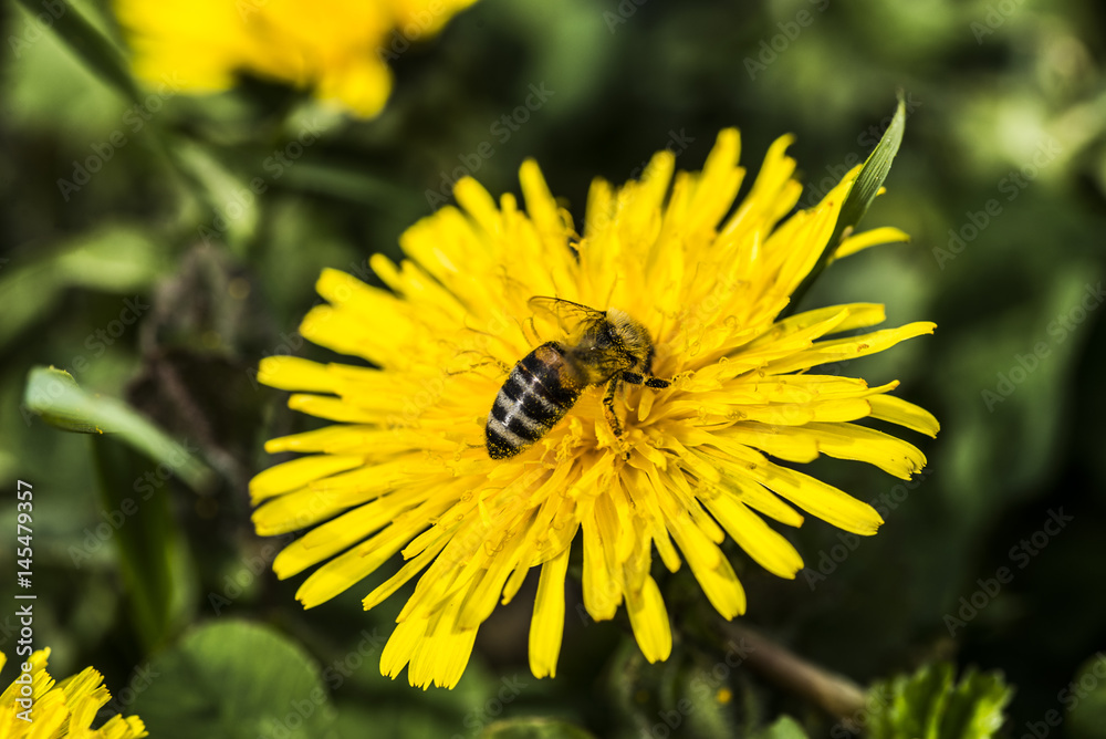 Bees collecting dandelion nectar Bees collecting dandelion nectar