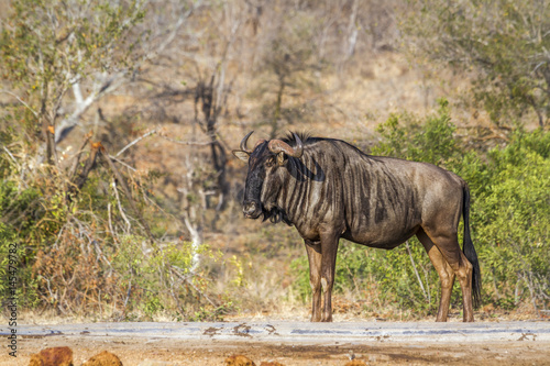Fototapeta Naklejka Na Ścianę i Meble -  Blue wildebeest in Kruger National park, South Africa