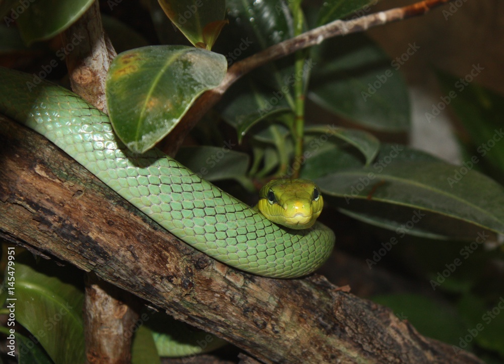 Obraz premium Schlange