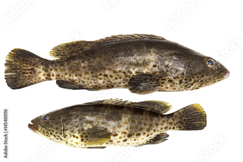 Grouper fish isolate on white background.