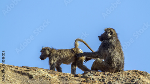 Chacma baboon in Kruger National park  South Africa