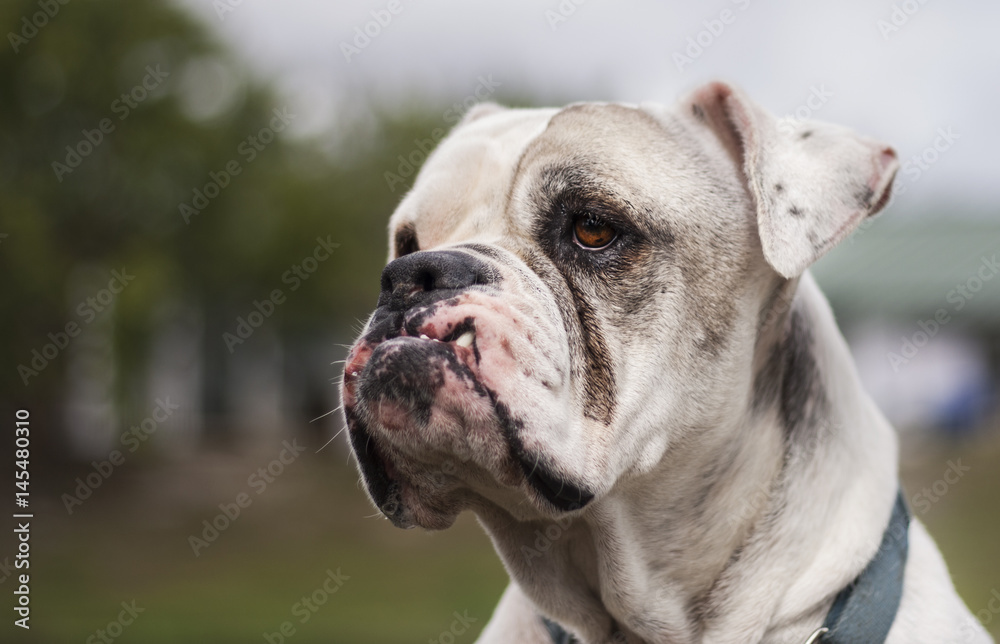 Bulldog Babe Bulldog Babe