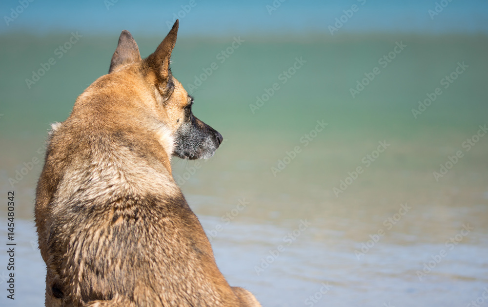 German shepheard dog at beach looking at water German shepheard dog at beach looking at water