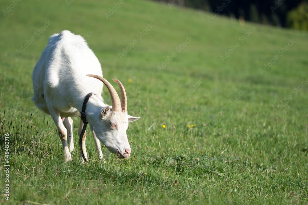 Fototapeta premium White goat capra hircus eating grass