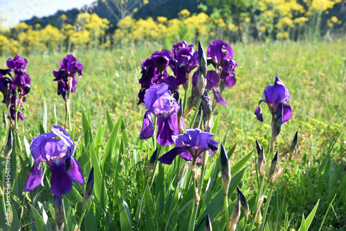 Fototapeta Naklejka Na Ścianę i Meble -  Iris bleu au printemps au jardin