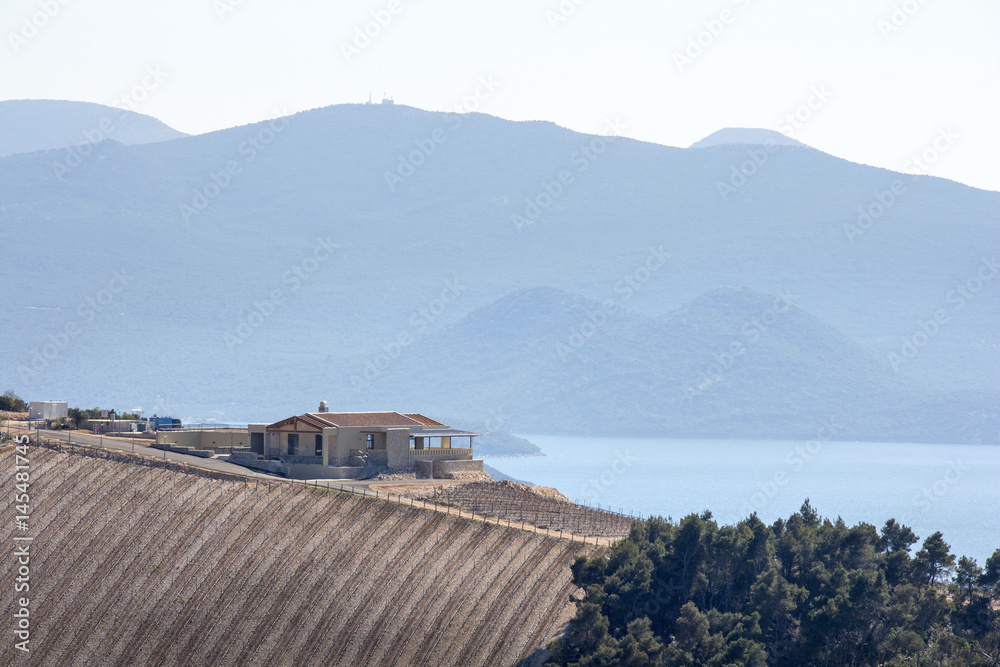 New vineyards of Plavac mali grape in southern Dalmatia near Peljesac peninsula in Croatia