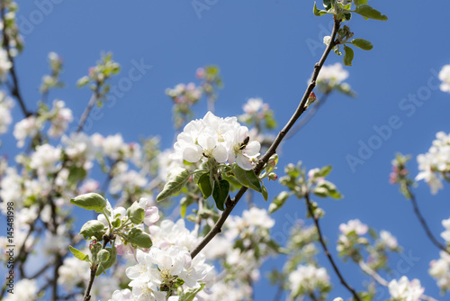 Spring blossom on apple trees