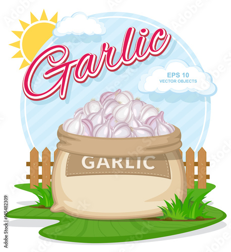 Garlic in burlap sack. Full sacks with fresh vegetables. Bag with harvest on the summer garden