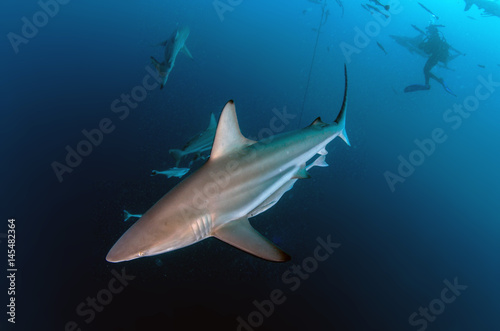 Oceanic Blacktip Shark