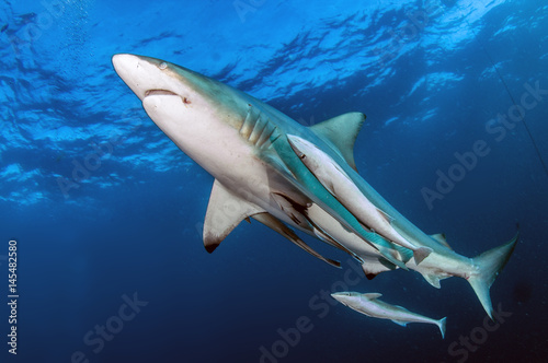Oceanic Blacktip Shark © Michael Bogner