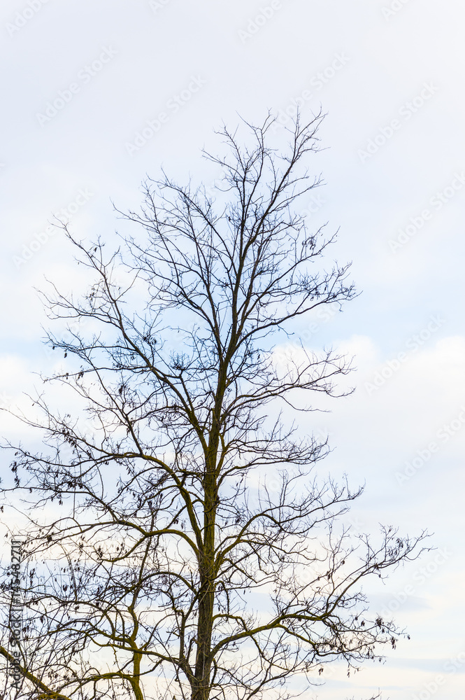 Bare tree branches with background useful for copyspace Bare tree branches with background useful for copyspace