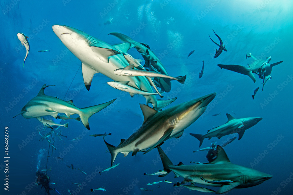 Obraz premium Oceanic Blacktip Shark