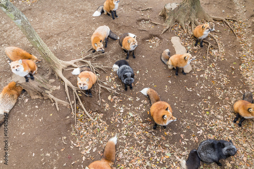 Fox waiting for food