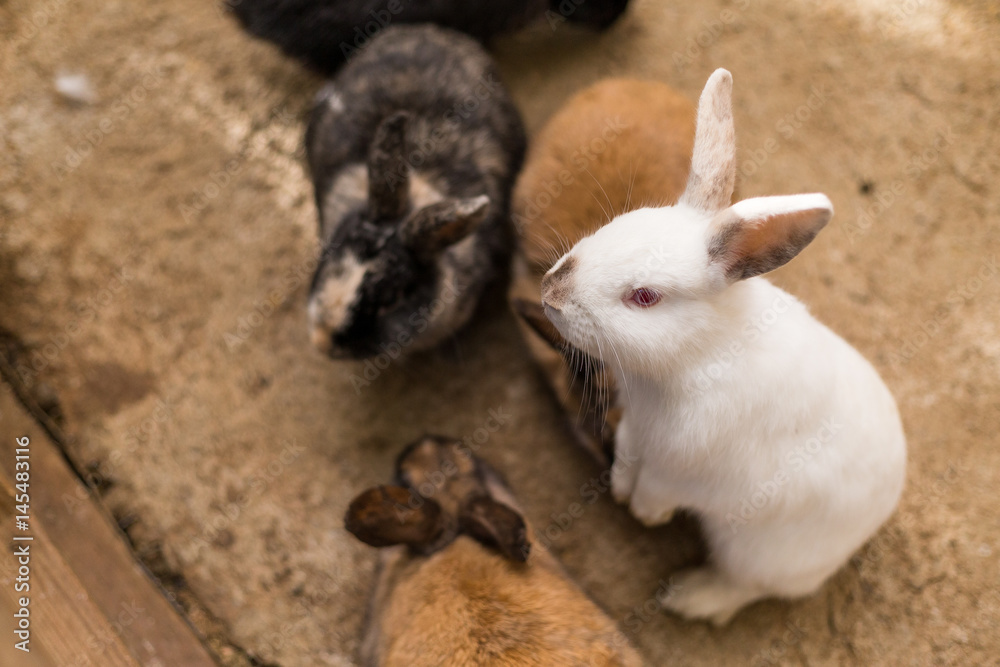 Obraz premium Little rabbit