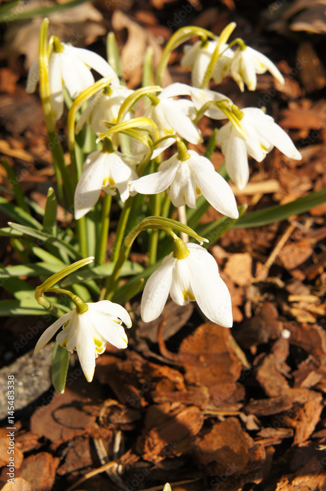 Fototapeta premium Galanthus nivalis pleniflorus or snowdrop white flowers on ground
