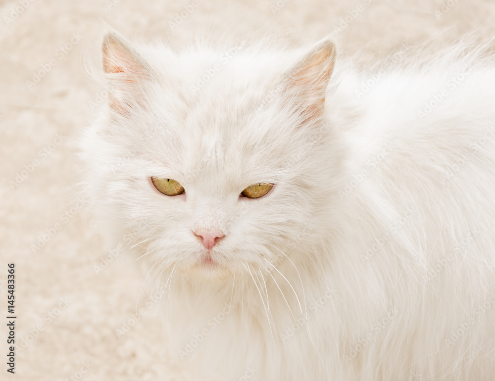 Home Persian cat with white long hair close-up and not happy with the eyes