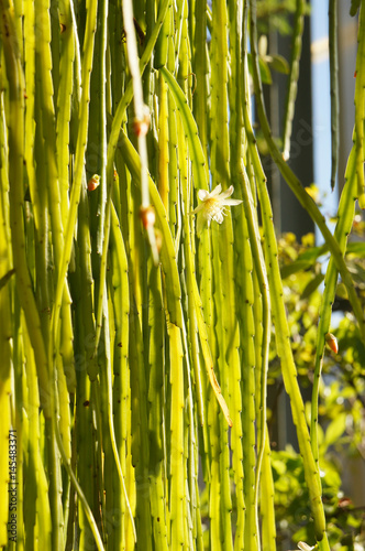 Lepismium bolivianum zygocactus green plant with white flowers