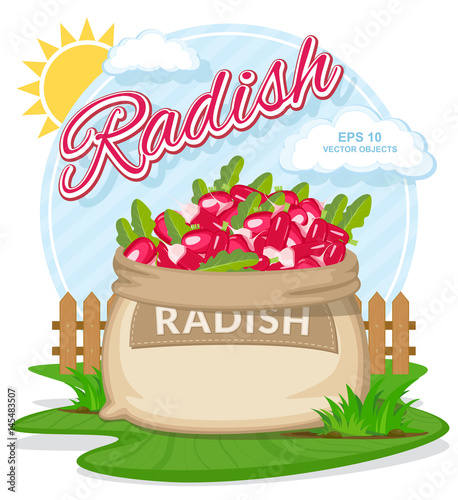 Ripe Red Radish in burlap sack. Full sacks with fresh vegetables. Bag with harvest on the summer garden