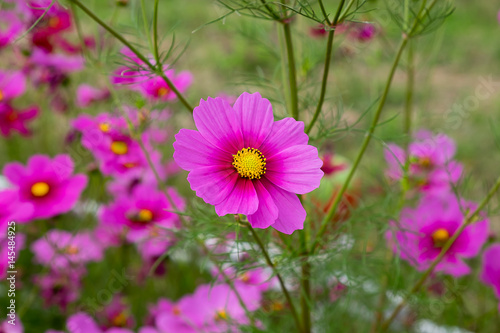 pink cosmos