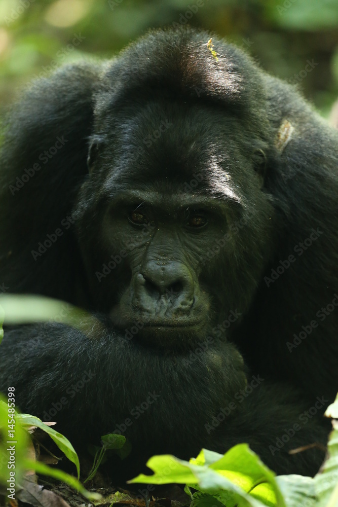 Silverback Gorilla - Uganda