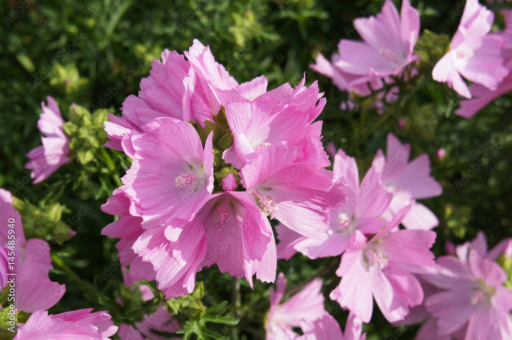 Sidalcea many pink flowers with green Sidalcea many pink flowers with green
