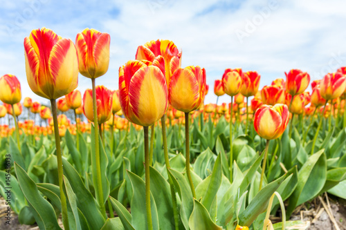 orange and yellow tulips blooming in the sun