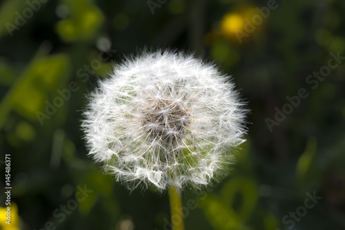 Dandelion  botanical name taraxacum officinale  is a perennial weed.The health benefits of dandelion include relief from liver disorders  diabetes  urinary disorders  acne  jaundice  cancer and anemia