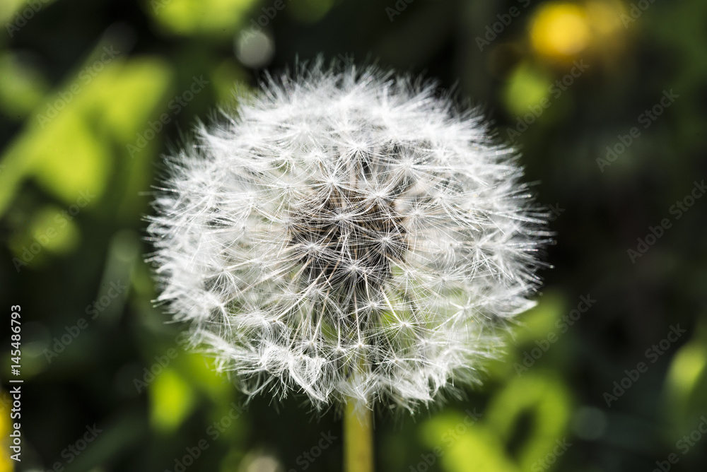 Fototapeta premium Dandelion, botanical name taraxacum officinale, is a perennial weed.The health benefits of dandelion include relief from liver disorders, diabetes, urinary disorders, acne, jaundice, cancer and anemia