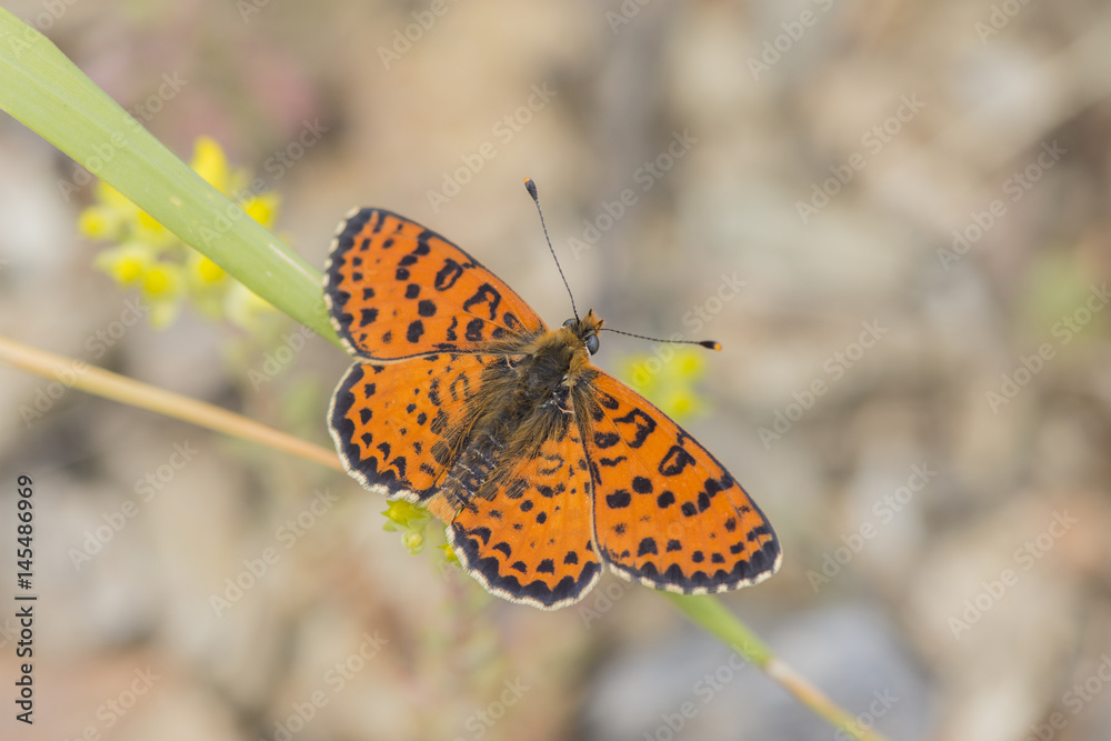A male Spotted Fritillary (Melitaea didyma) butterfly in the Maritime Alps, France. A male Spotted Fritillary (Melitaea didyma) butterfly in the Maritime Alps, France.