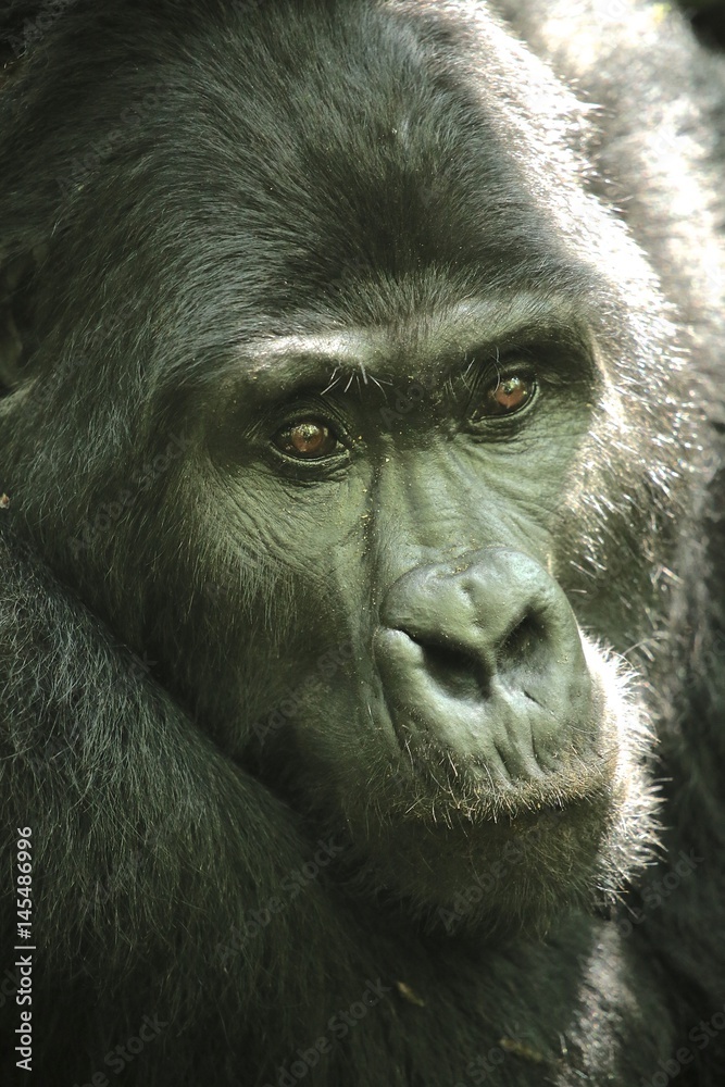 Silverback Gorilla Uganda Silverback Gorilla Uganda
