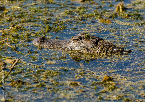 Alligator Lying in Wait