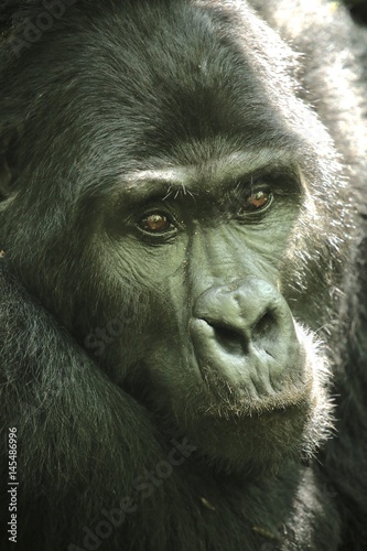 Silverback Gorilla Uganda © Mark
