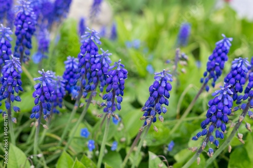 Blue Muscari flower