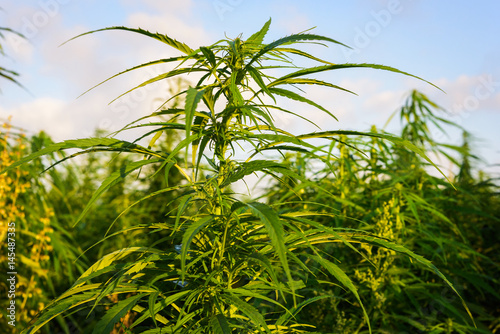 Marijuana in field