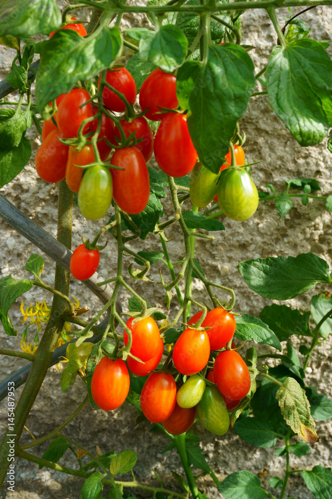 tomatoes plant background