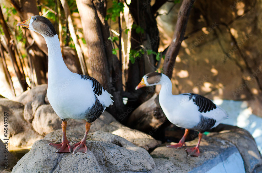 Obraz premium Gooses