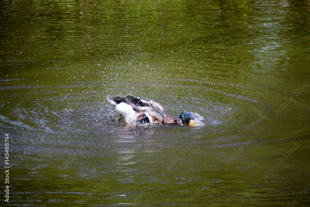 Fototapeta premium kaczka