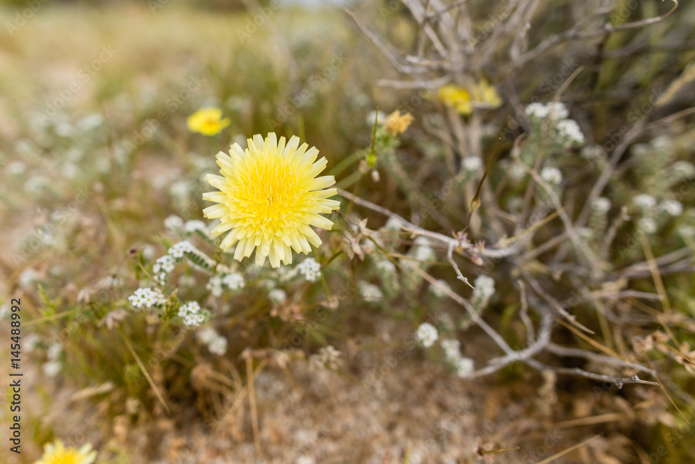 Desert wildflowers in the California desert. Desert wildflowers in the California desert.