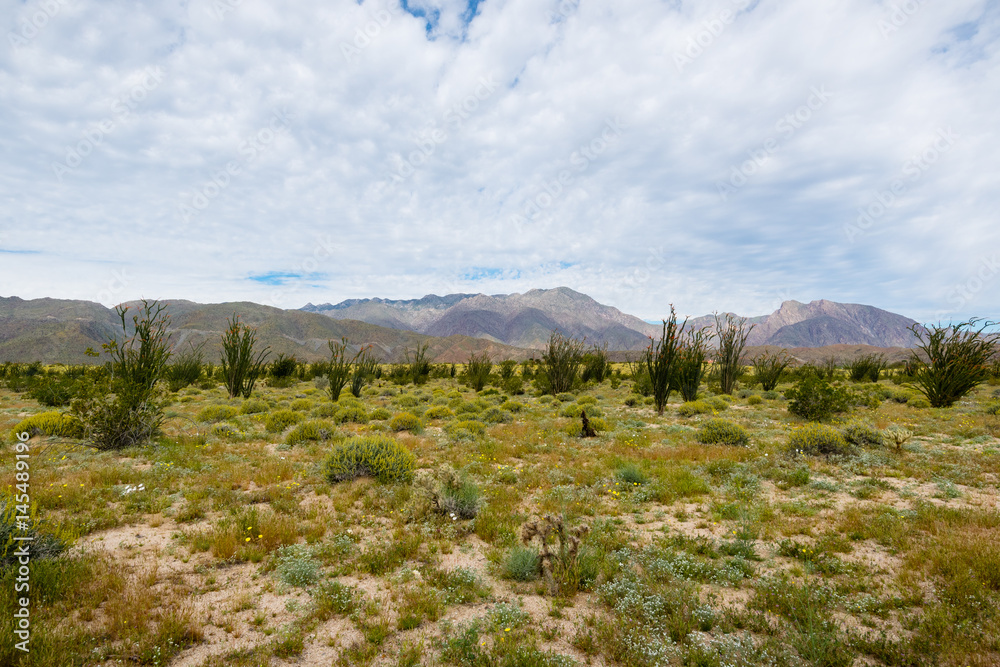 Field of ocotillo in Southern California desert.