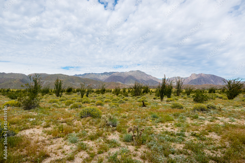 Field of ocotillo in Southern California desert. Field of ocotillo in Southern California desert.