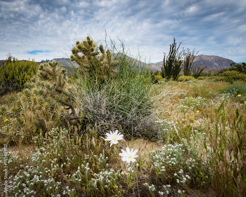 Wildflowers and cactus in a field of ocotillo.