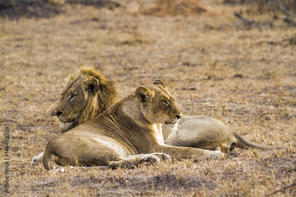 African lion in Kruger National park, South Africa African lion in Kruger National park, South Africa