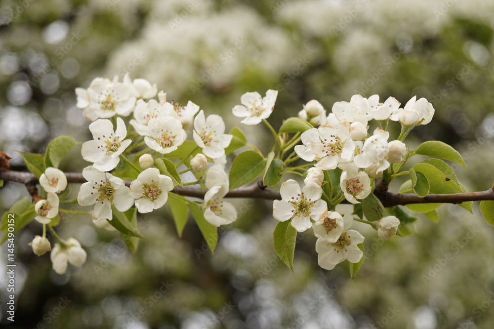 Beautiful pear blossoming in the orchard