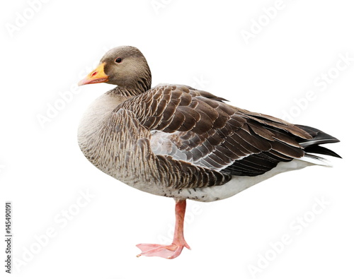 Greylag goose isolated on white, Anser anser