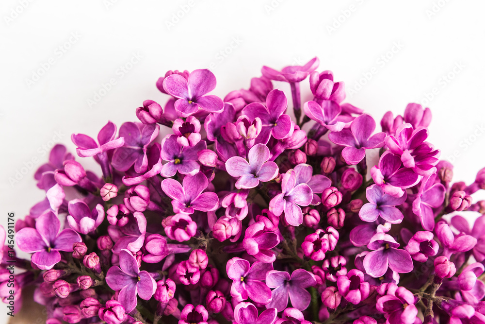 White background half filled with close up beautiful pirple lilac flowers. top view. flat lay. Concept of love, congratulation and spring.