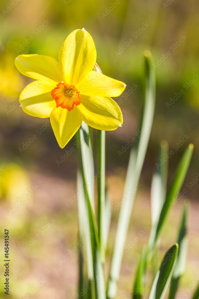 Close up of yellow narcissus with shallow depth of field and beautiful bokeh Close up of yellow narcissus with shallow depth of field and beautiful bokeh