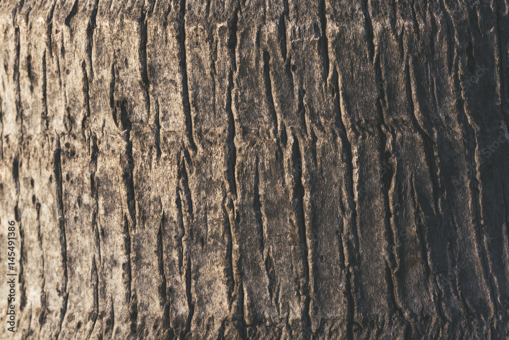 Coconut tree texture Coconut tree texture